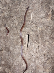 Atractus trilineatus