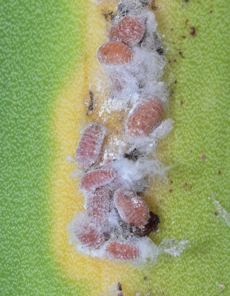Felt Scale