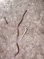 Atractus trilineatus