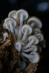 Favolaschia manipularis