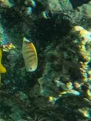 Chaetodon multicinctus