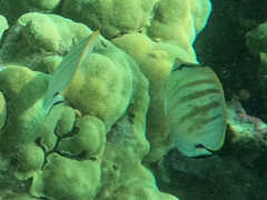 Chaetodon multicinctus