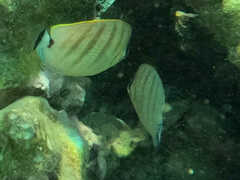 Chaetodon multicinctus