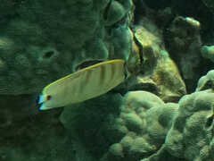 Chaetodon multicinctus