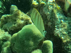 Chaetodon multicinctus