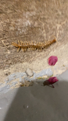 Scolopendra polymorpha