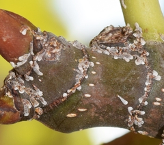 Lepidosaphes conchiformis