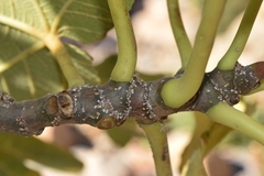 Lepidosaphes conchiformis