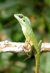 Bronchocela cristatella