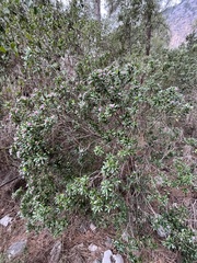 Thymelaeaceae