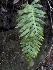 Polypodium calirhiza