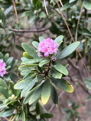 Thymelaeaceae