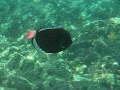 Melichthys vidua