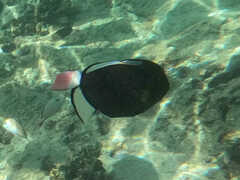 Melichthys vidua