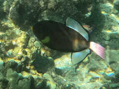 Melichthys vidua