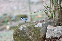 Parus minor commixtus