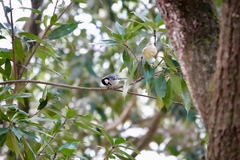 Parus minor commixtus