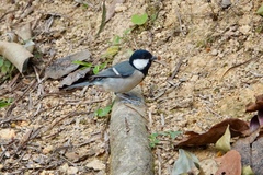 Parus minor commixtus