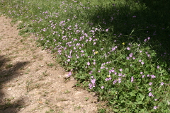 Erodium