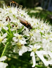 Hydrophoria lancifer
