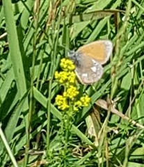 Coenonympha glycerion