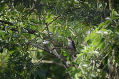 Cuculidae