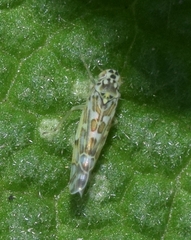 Eupteryx melissae