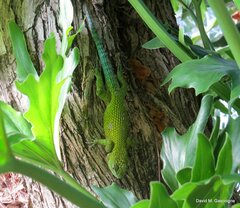 Sceloporus malachiticus