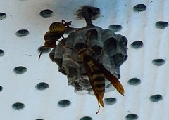 Polistes major