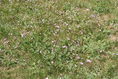 Erodium