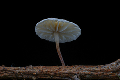Marasmiellus