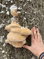 Climacodon septentrionalis