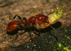 Chelaner antarcticus