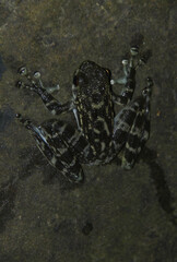 Staurois latopalmatus