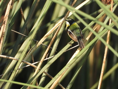 Tachuris rubrigastra