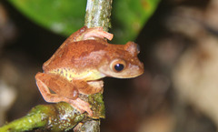 Rhacophorus pardalis