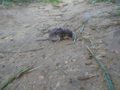 Crocidura