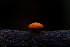 Dicephalospora rufocornea