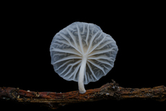 Marasmiellus