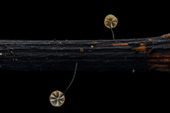 Cryptomarasmius