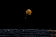 Cryptomarasmius