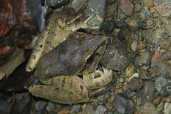 Limnonectes leporinus