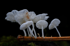 Marasmiellus