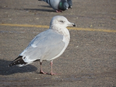 Larus argentatus
