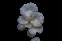 Marasmiellus