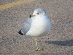 Larus delawarensis