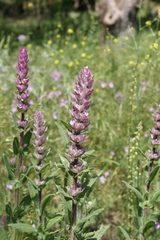 Nepeta tuberosa