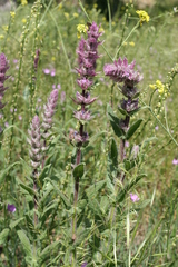 Nepeta tuberosa