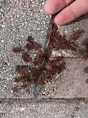 Euphorbia thymifolia