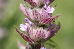 Nepeta tuberosa